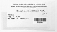Hypoxylon quisquiliarum image
